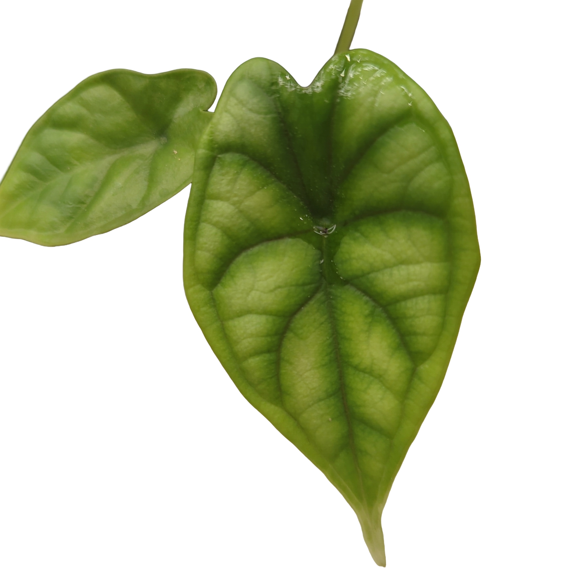 Baby Alocasia baginda Dragon Scale 2